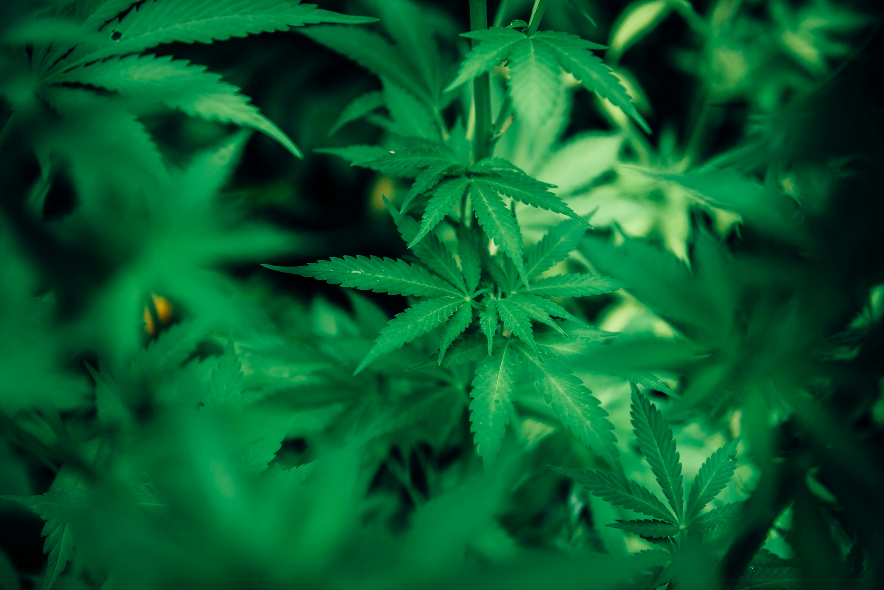 Marijuana plant with the nerolidol terpene