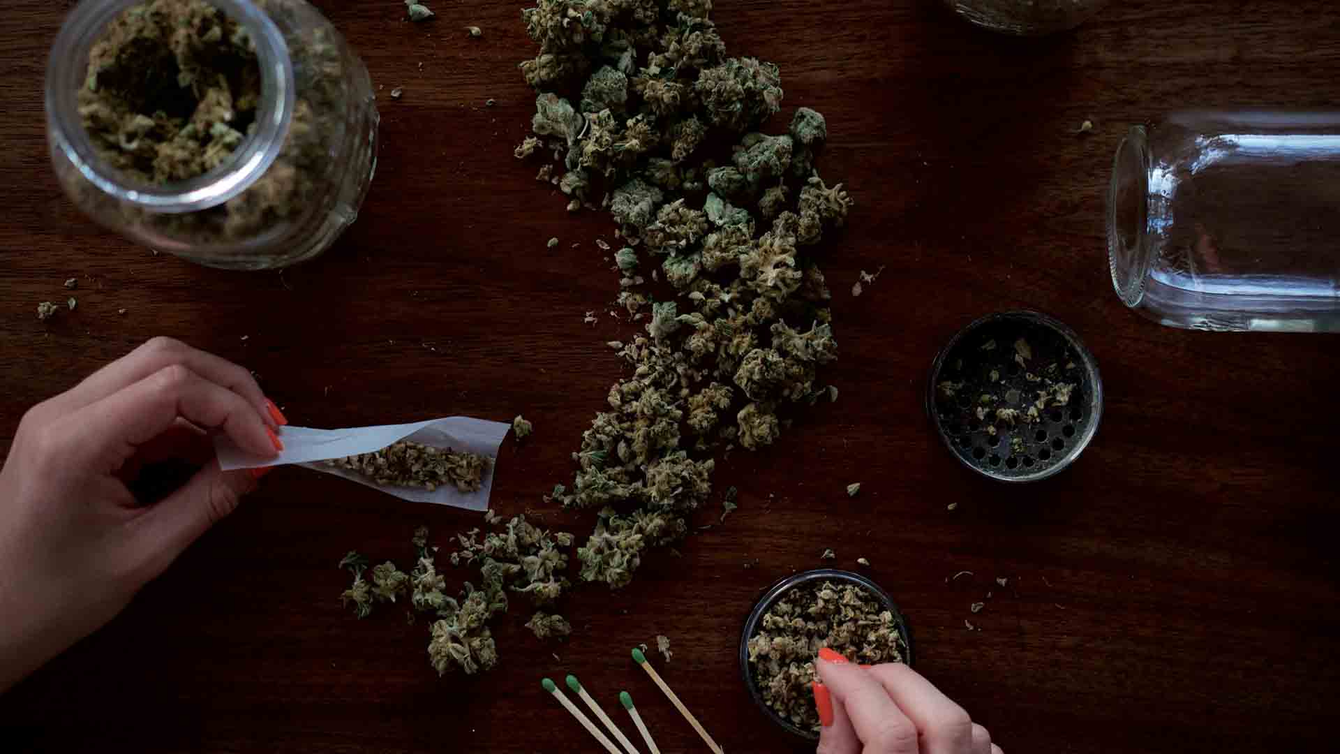 Female hands roll cannabis flower into a joint