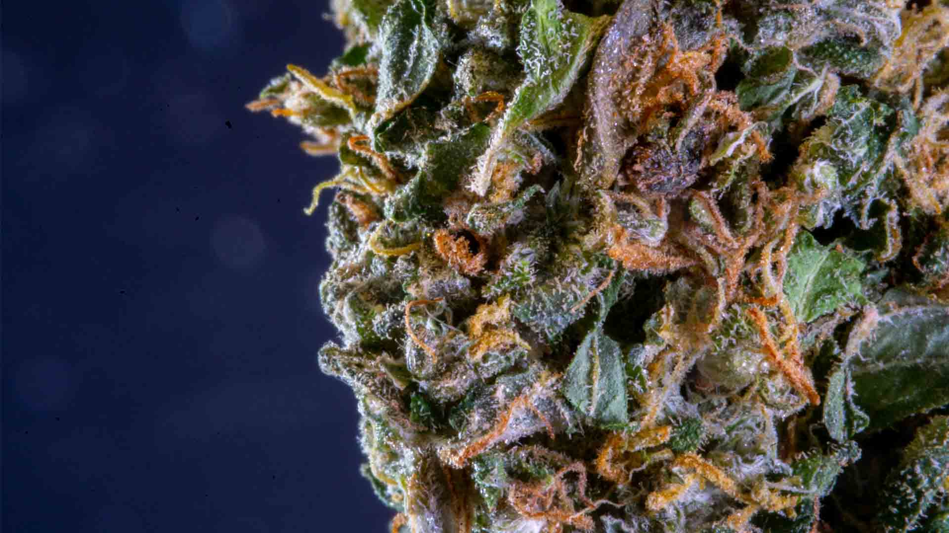 Detailed photo of a purple and green cannabis bud