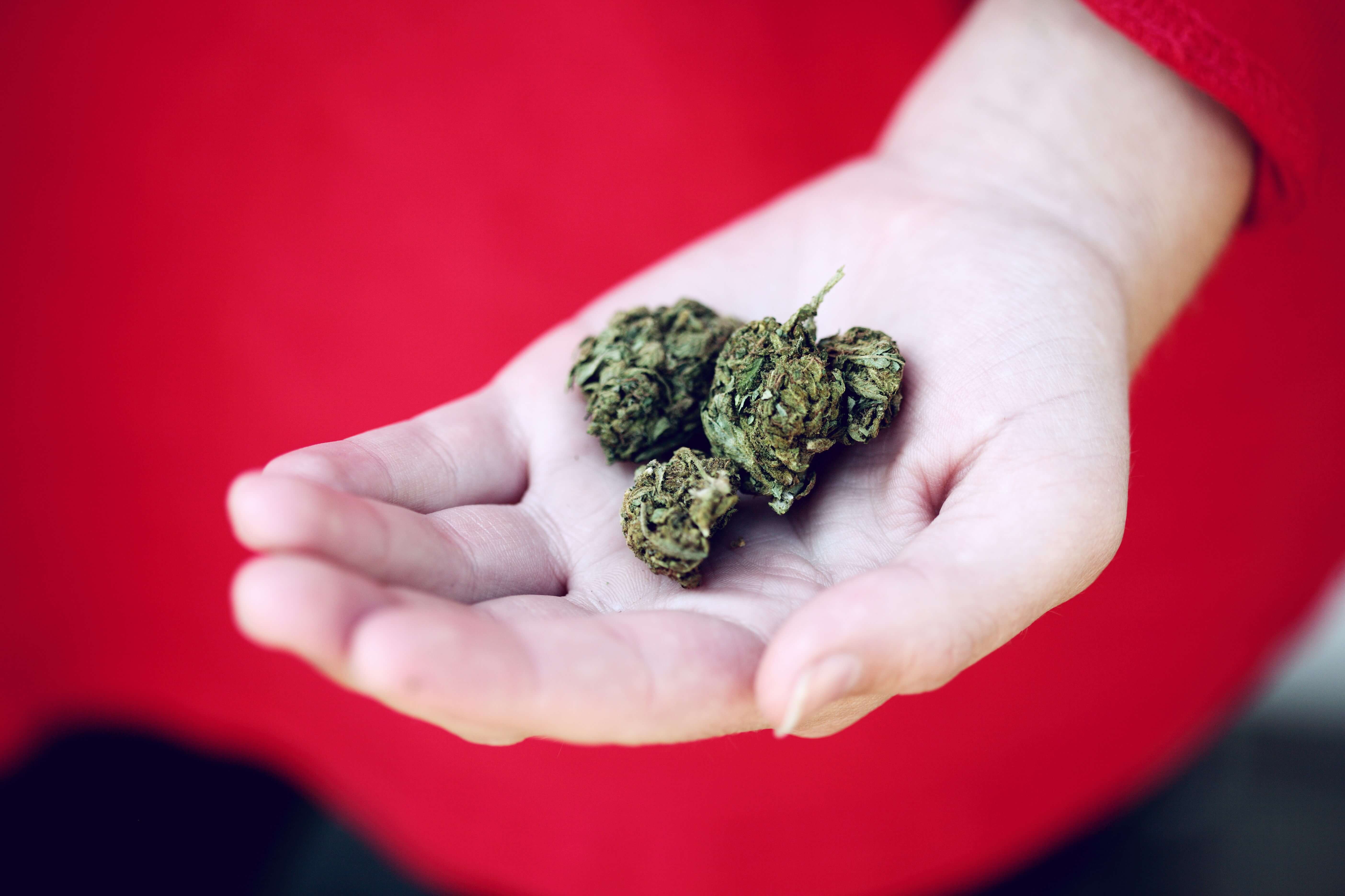 Woman wearing red sweater with cannabis buds in her palm