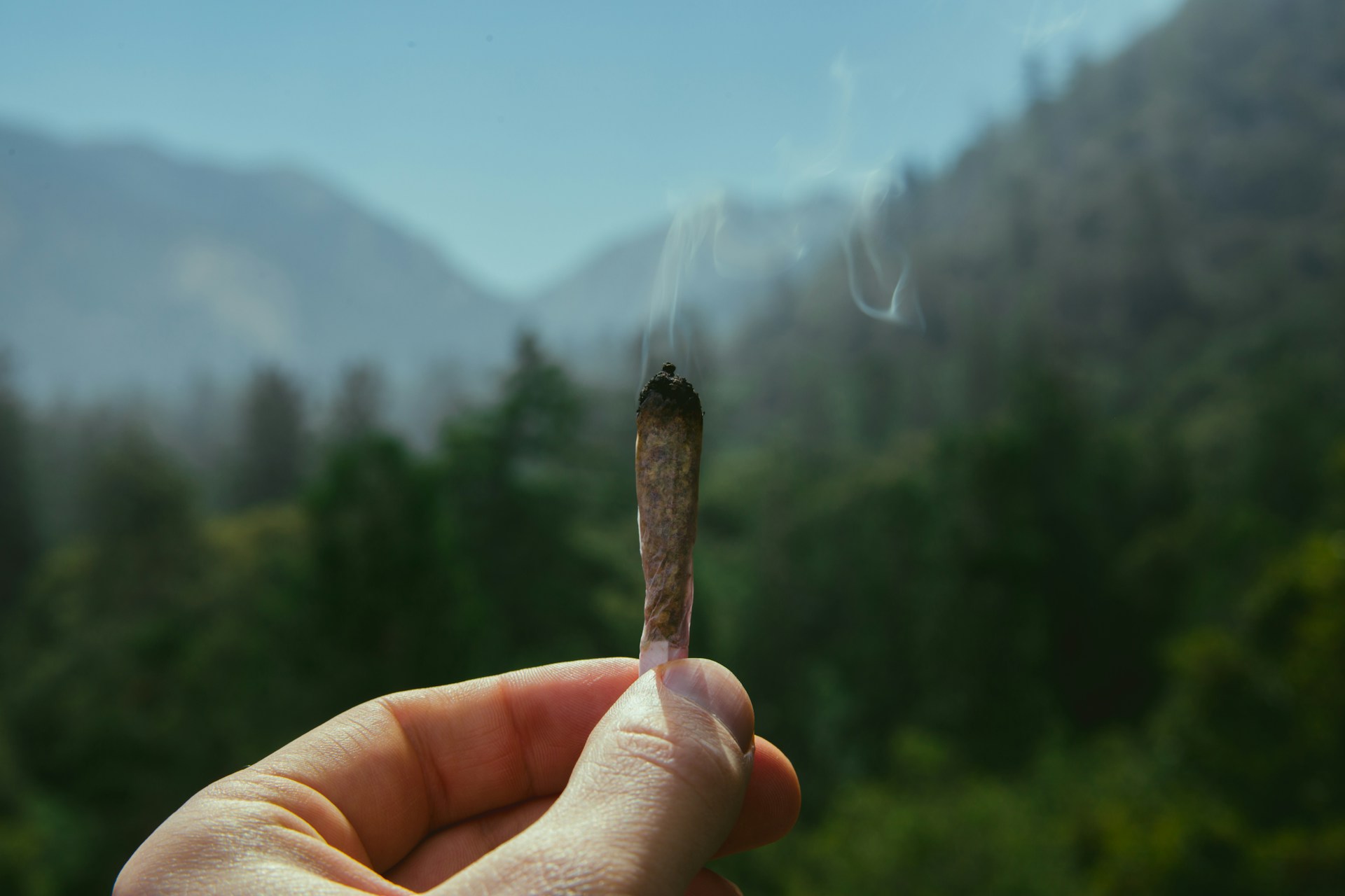 Hand holding spliff in nature