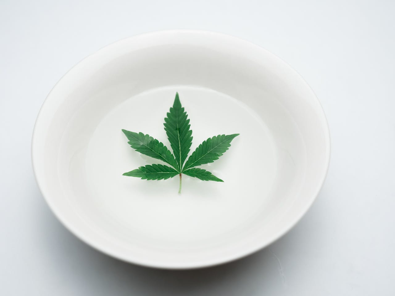 Marijuana leaf on a dinner plate