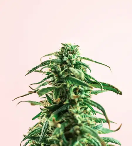 cannabis bud