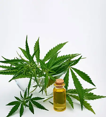 cannabis tincture