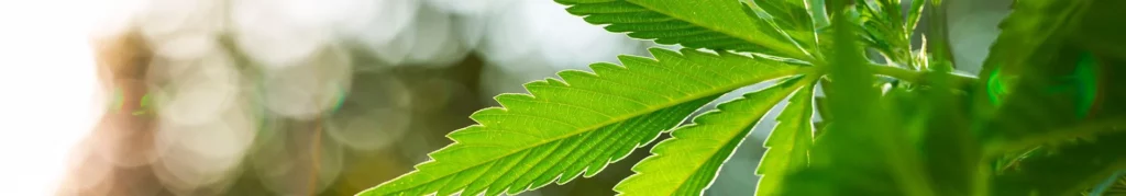 cannabis blog background