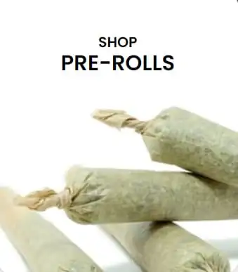 cannabis pre-rolls
